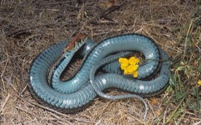 Thamnophis sirtalis tetrataenia