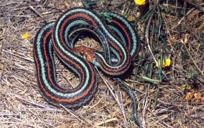 Thamnophis sirtalis tetrataenia
