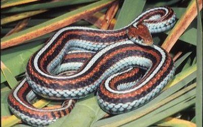 Thamnophis sirtalis tetrataenia