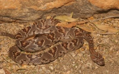 Trimorphodon lyrophanes
