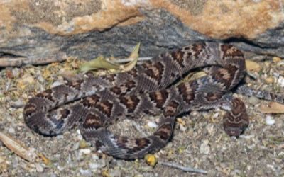 Trimorphodon lyrophanes