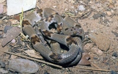 Trimorphodon vilkinsonii