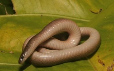 Virginia valeriae valeriae