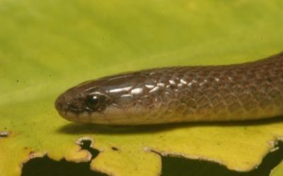 Virginia valeriae valeriae