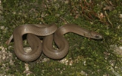 Virginia valeriae valeriae