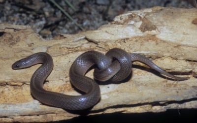 Virginia valeriae elegans