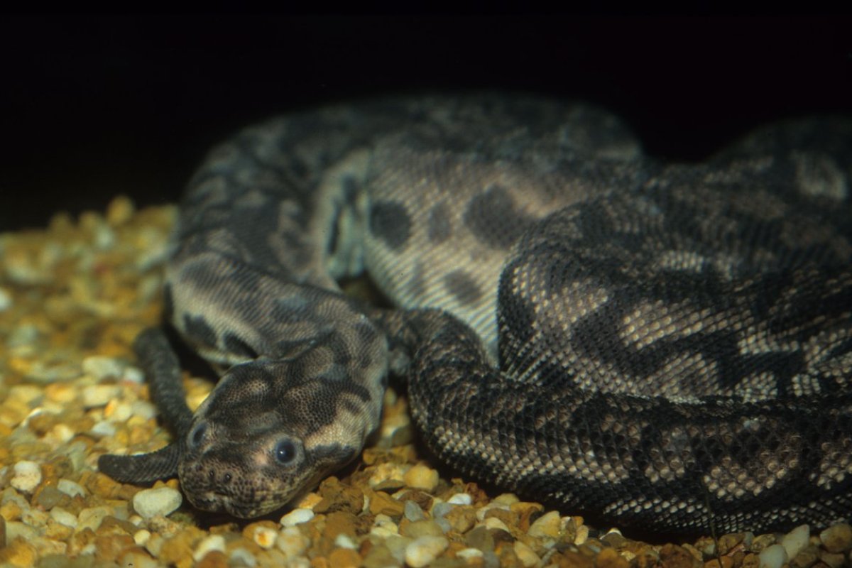 Acrochordus javanicus 11