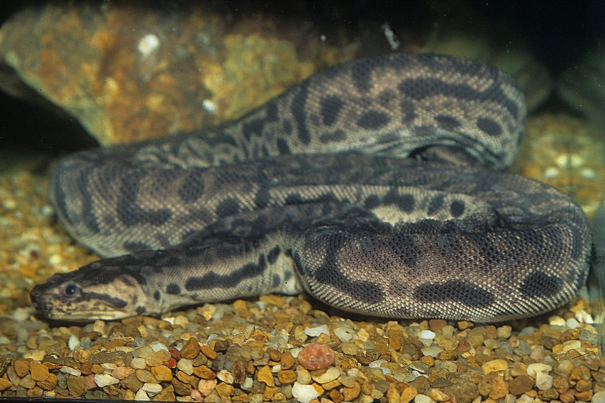 Acrochordus javanicus 2