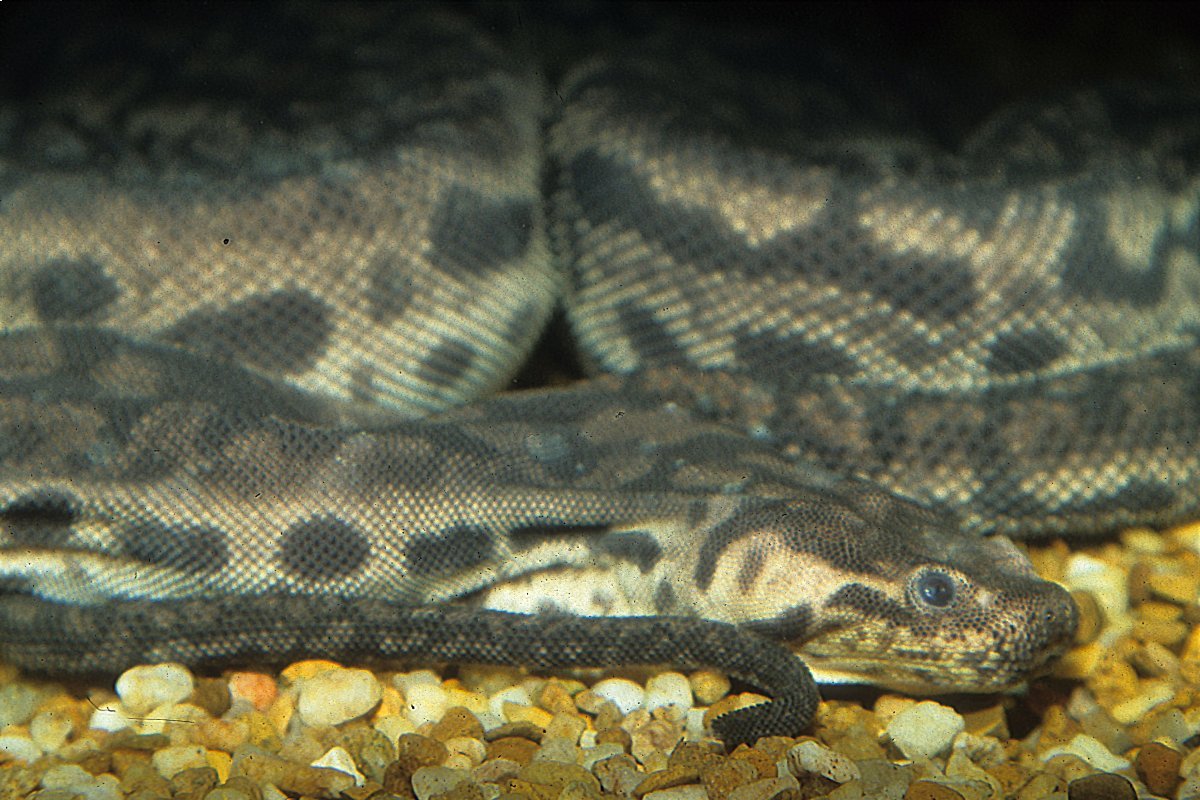 Acrochordus javanicus 9 (2)