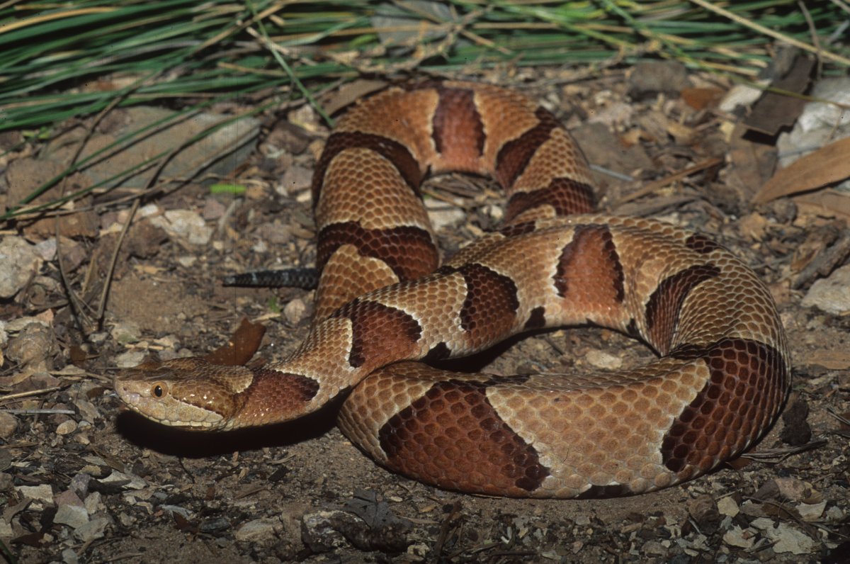 Agkistrodon contortrix contortrix Concordia Prsh LA