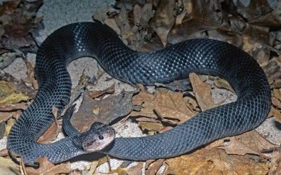 Agkistrodon contortrix contortrix melanistic (1)