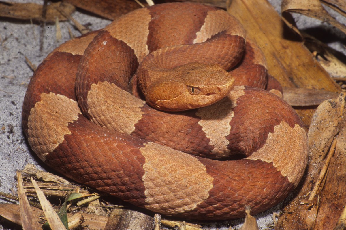 Agkistrodon contortrix laticinctus (2)