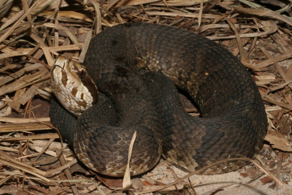 Agkistrodon piscivorous conanti 10 (2)