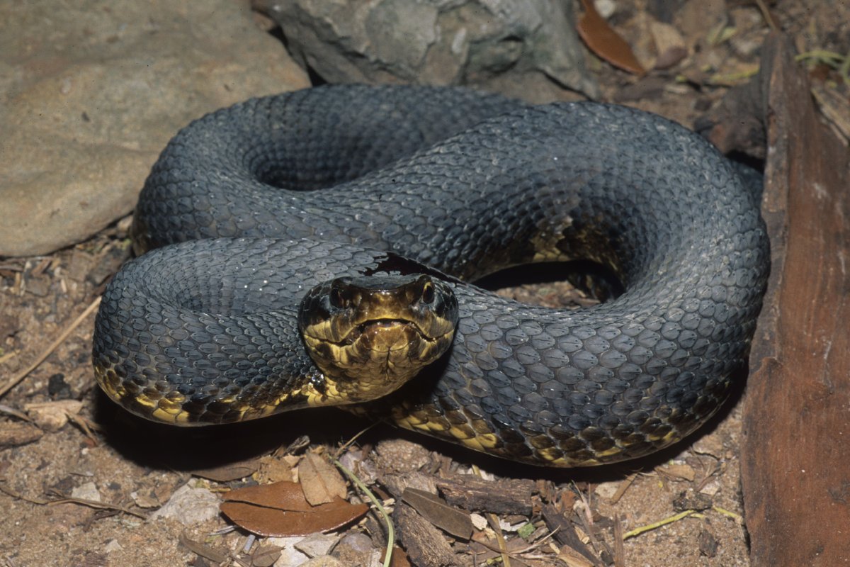 Agkistrodon piscivorous leucostoma (3)