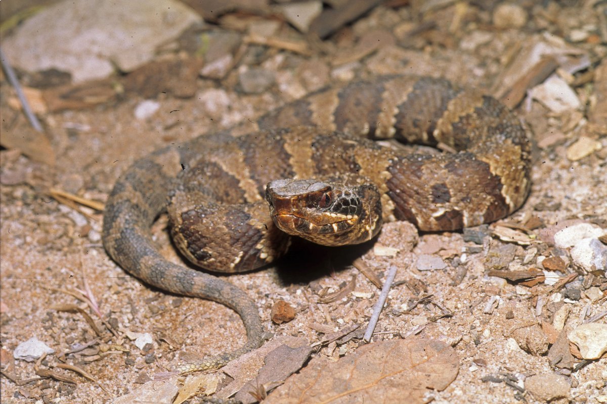 Agkistrodon piscivorous leucostoma neonate