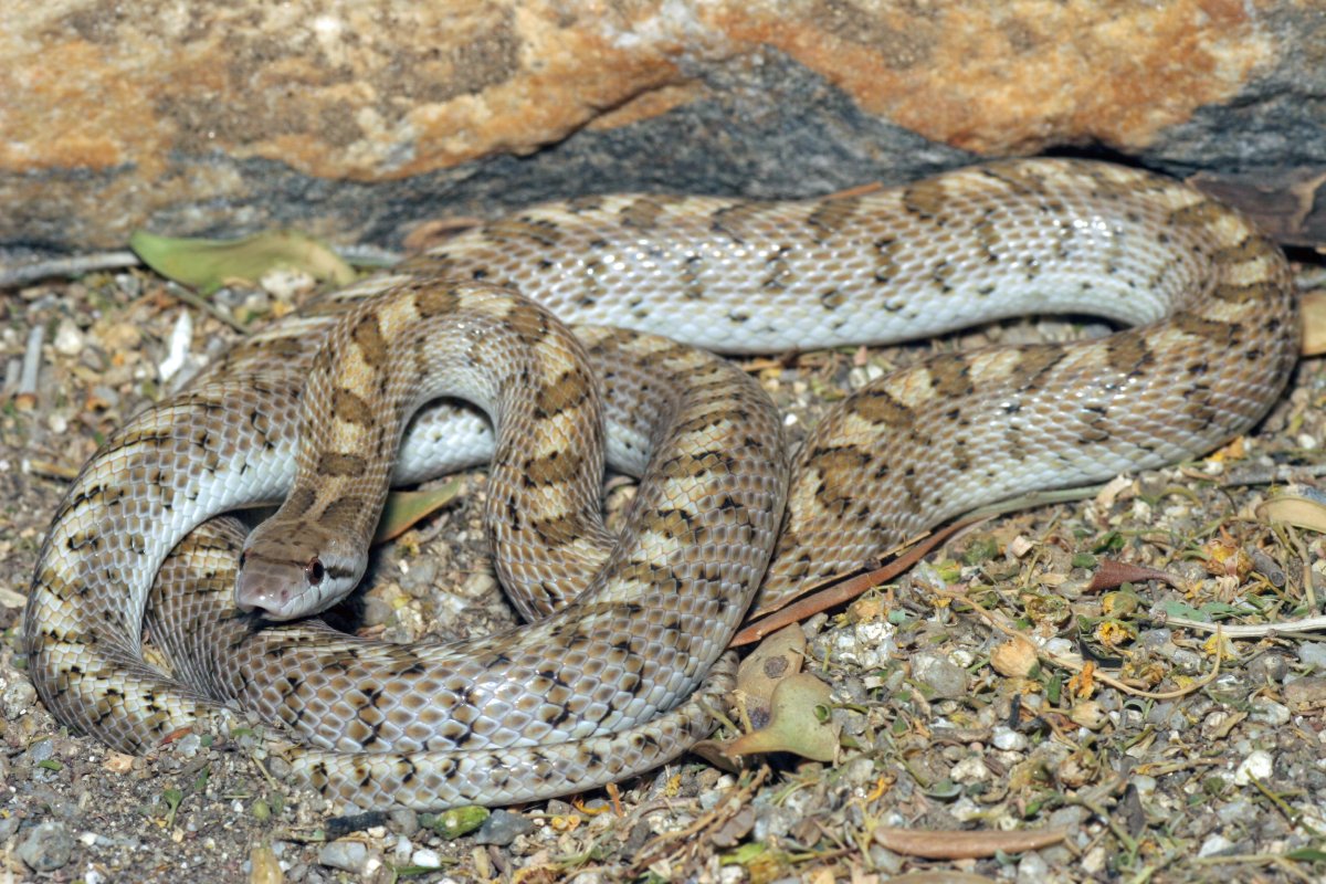 Arizona elegans eburnata (6)
