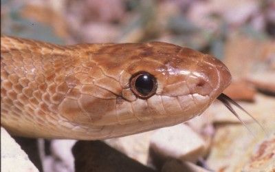Arizona elegans noctivagans (2)