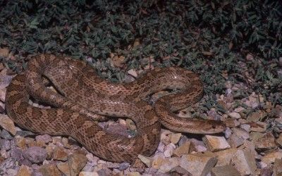 Arizona elegans occidentalis (3)