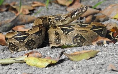Boa constrictor constrictor Deering 21Sep16 (1)