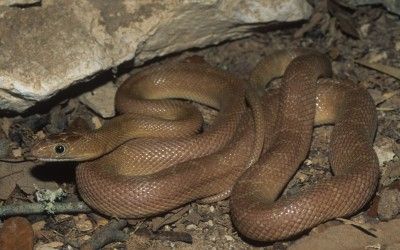 Bogertophis rosaliae 3