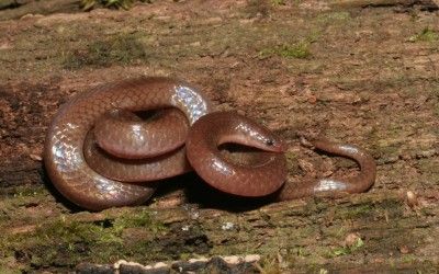 Carphophis amoenus amoenus SC (7)