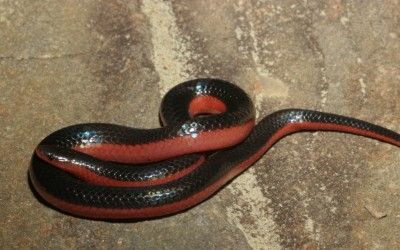 Carphophis vermis, OK (9)
