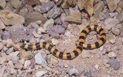 Chilomeniscus stramineus (2)