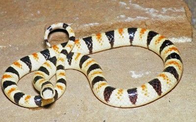 Chionactis occipitalis annulatus