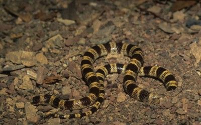 Chionactis occipitalis talpina (2)