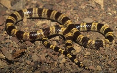 Chionactis occipitalis talpina (3)
