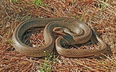 Coluber constrictor etheridgei 1c (2)