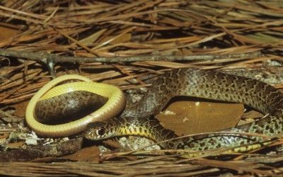 Coluber constrictor flaviventris 2