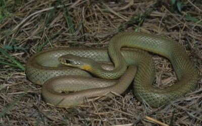 Coluber constrictor flaviventris (3)