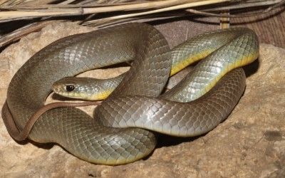 Coluber constrictor flaviventris OK (4)