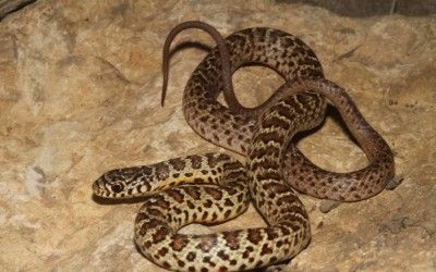 Coluber constrictor flaviventris juvenile (1)