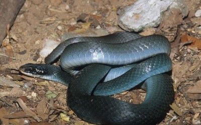 Coluber constrictor foxi (3)