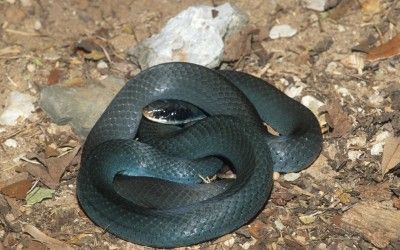 Coluber constrictor foxi (4)
