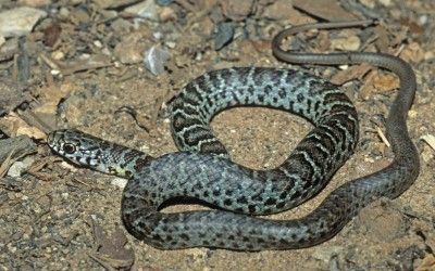 Coluber constrictor foxi hatchling