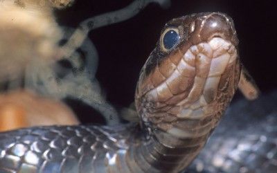 Coluber constrictor helvigularis (2)