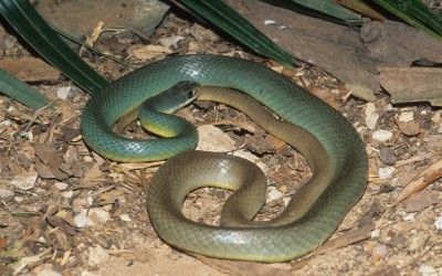 Coluber constrictor mormon 1
