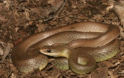 Coluber constrictor mormon (12)