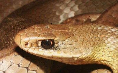 Coluber constrictor mormon (13)
