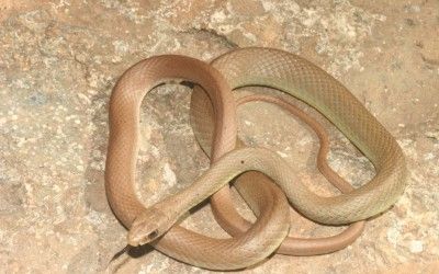 Coluber constrictor mormon (17)