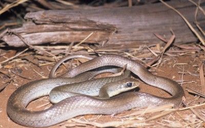 Coluber constrictor oaxaca (1)