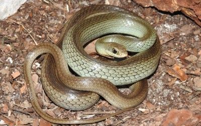 Coluber constrictor oaxaca Brownsville, TX 18Mar19 (5)