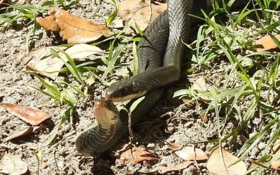 Coluber constrictor priapus breeding in yard 06Mar19 (18)