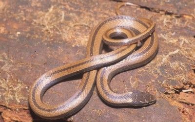 Coniophanes imperialis 1