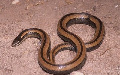 Coniophanes imperialis (3)