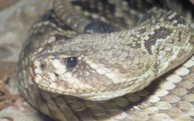 Crotalus adamanteus 1 (7)
