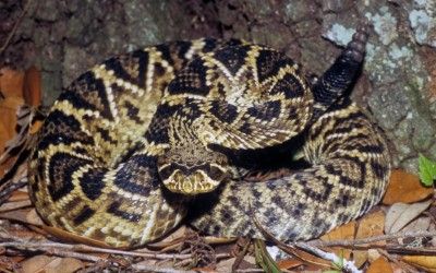 Crotalus adamanteus 7
